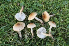 Hygrophorus discoideus
