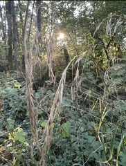 Bromus vulgaris