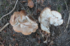 Tricholoma boudieri