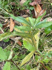 Alternanthera philoxeroides