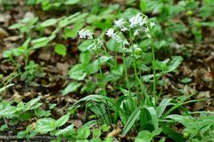 Hyacinthoides non-scripta