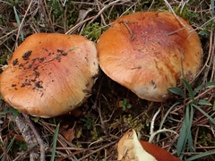 Cortinarius odorifer