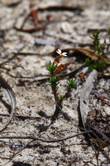 Stylidium adpressum