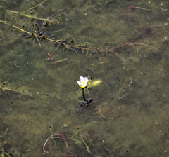 Zephyranthes candida