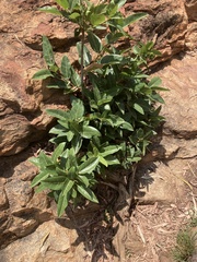 Ficus ingens