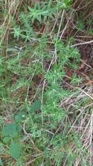 Galium maritimum