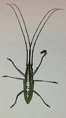 Neoptychodes trilineatus