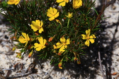 Hibbertia acerosa
