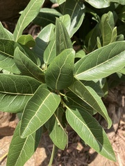 Ficus ingens