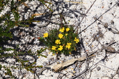 Hibbertia acerosa