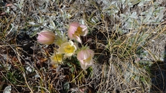 Pulsatilla vernalis
