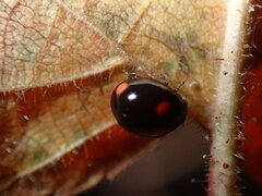 Brachiacantha quadripunctata