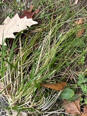 Agrostis perennans