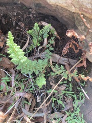 Asplenium cordatum