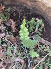 Asplenium cordatum