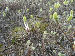 Salix lanata