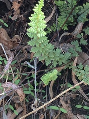 Asplenium cordatum