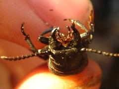 Spondylis buprestoides