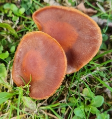 Cortinarius cinnamomeus