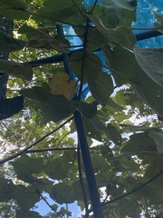 Heliocarpus americanus