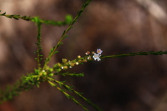 Zanthoxyloideae