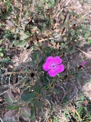 Dianthus seguieri