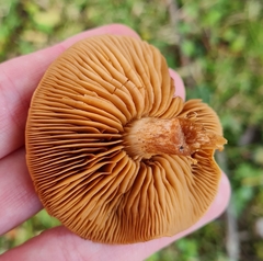 Cortinarius cinnamomeus