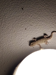 Tarentola mauritanica