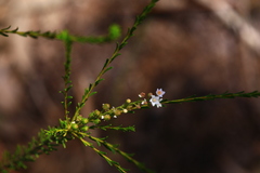 Zanthoxyloideae