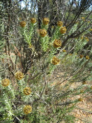Oedera fruticosa