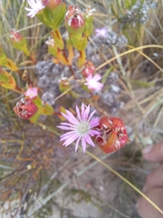 Erepsia polita