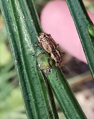 Andrion regensteinense