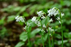 Hyacinthoides non-scripta