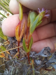 Erepsia polita