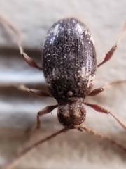 Ptinus