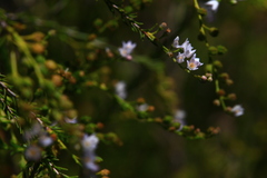 Zanthoxyloideae