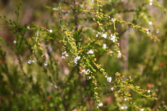 Zanthoxyloideae