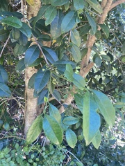 Elaeodendron croceum