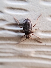 Ptinus