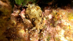 Aplysia dactylomela