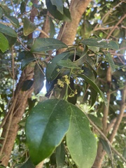 Elaeodendron croceum