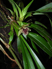 Kefersteinia tolimensis