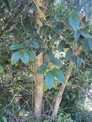 Elaeodendron croceum