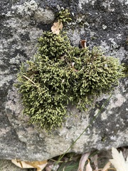 Porella platyphylla