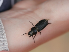 Spondylis buprestoides