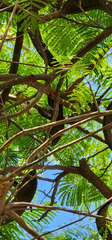Phylloscopus canariensis