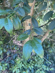 Elaeodendron croceum
