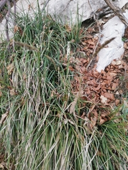 Sesleria autumnalis