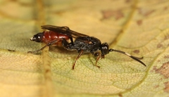 Barichneumon derogator