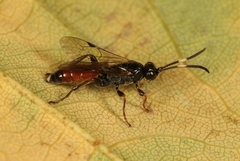 Barichneumon derogator